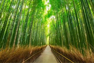 Caminata por el bosque de bambú de Sagano y Arashiyama