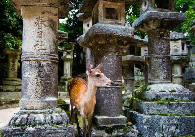 Ciervos del parque de Nara (Nara)