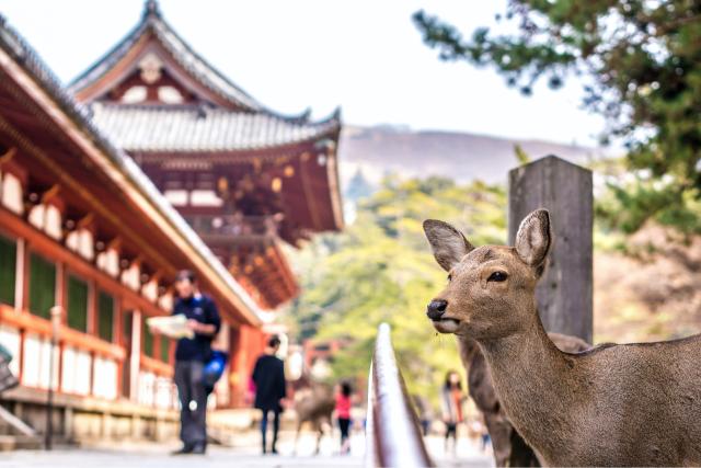 Ciervos en el santuario Kasuga Taisha (Nara)