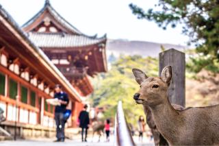 Los simpáticos ciervos de Nara