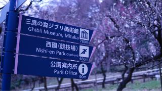 Visita al Museo Ghibli