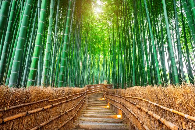 Bosque de bambú, Arashiyama