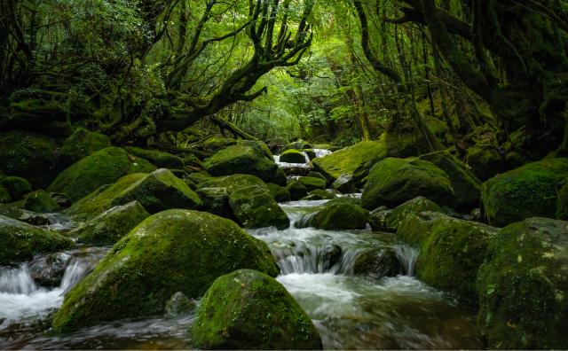 Isla de Yakushima