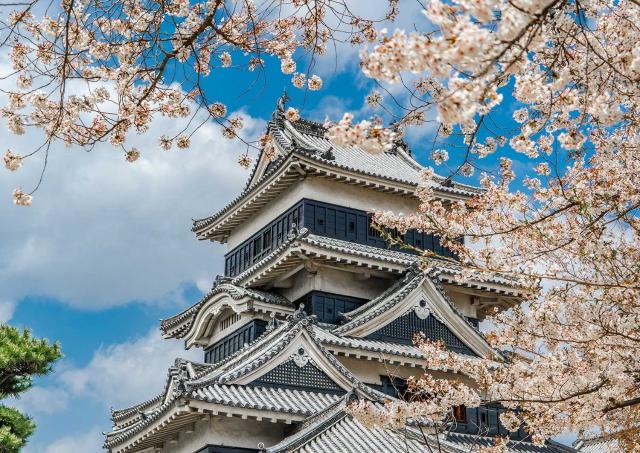 Floración de los cerezos de Matsumoto en primavera