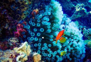 Arrecife de coral en Okinawa