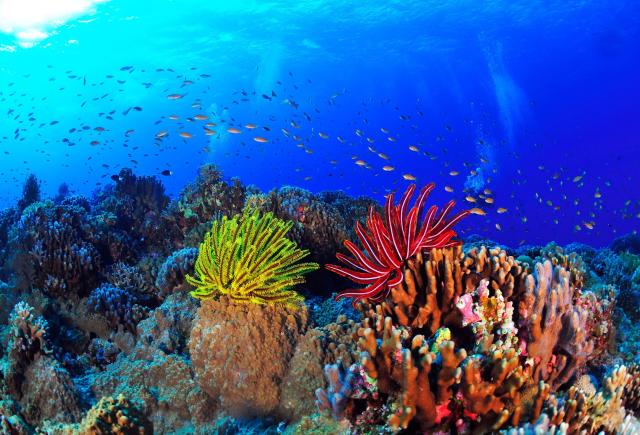 Arrecife de coral en Okinawa