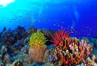 Arrecife de coral en Okinawa