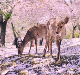 Ciervos en el parque de Nara