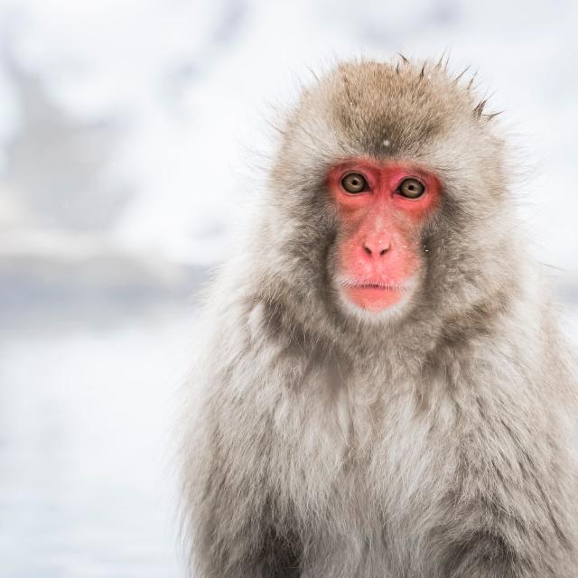 Mono de las nieves japonés bañándose en un manantial de hote