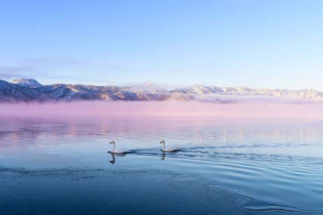 Cisnes en el lago Kussharo