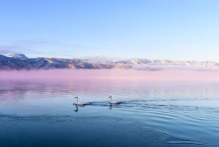 Cisnes en el lago Kussharo