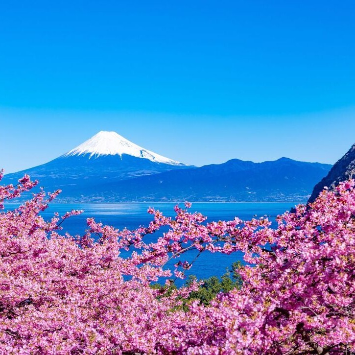 Cerezos kawazu con vistas al Fuji