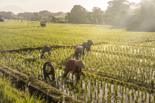 Terrazas de arroz en Ubud